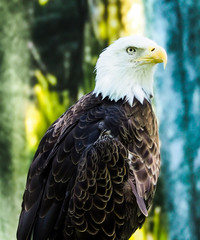 Wall Mural - American Bald Eagle Portrait