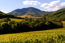 Alsace Vineyard In Autumn With Leaves In Yellow Fall Color, France With The Vosges Mountain
