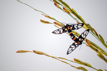 Two butterflies are breeding on the top ear of raw rice tree and sky background