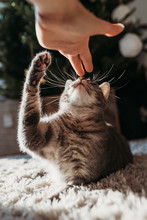 Kitty And Christmas Tree