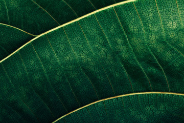 Leaf Macro Texture