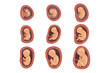 Process of fetal development. Pregnancy from 1st to 9th months. Flat vector design for educational book, infographic poster or brochure