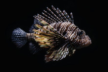Marine Creature - Lion Fish