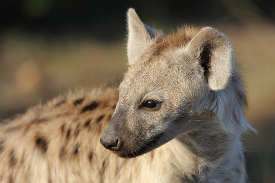 Tüpfelhyäne / Spotted Hyaena / Crocuta crocuta.