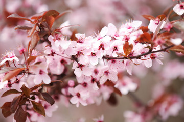 Closeup view of tree branches with tiny flowers outdoors. Amazing spring blossom