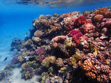 Fototapeta Do akwarium - coral reef in egypt as ocean background