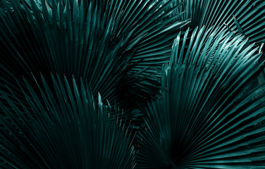 Blue toned palm leaves closeup tropical travel background texture