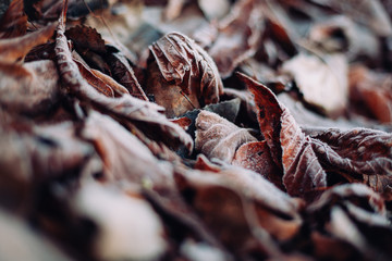 Wall Mural - Close up of dry autumn leaves on the ground
