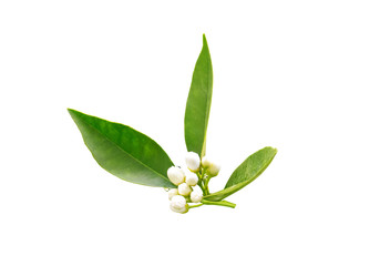 Wall Mural - Orange tree neroli buds after spring rain isolated on white. Azahar blossom.