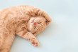 © Dina Photo Stories - Cute Sleeping kitten with paws up on blue background. Copy space. For banner. Cozy home concept