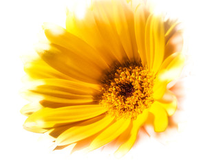 Sunburst yellow