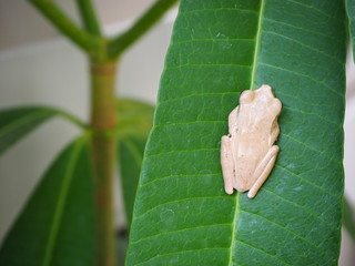 A frog cling on leaf