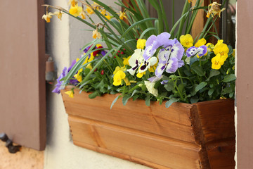 flowerpot of flowers standing on a windowsill