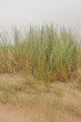 © Heather - Tall grass on the edge of a beach