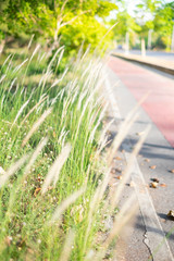 Wall Mural - Feather Grass or Needle Grass in field with sunlight and red lane in background, Selective focus