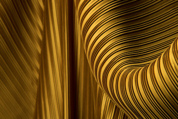 pleat fabric in long line drape with shadow, pleated style of textile pattern in gold color put in l