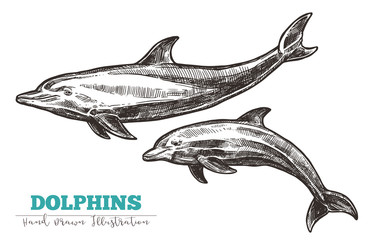 Hand drawn vector dolphins. Sketch engraving illustration of whale