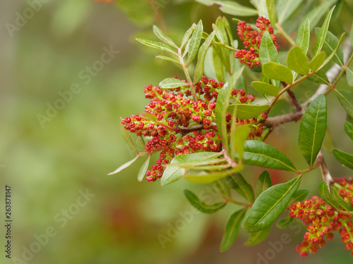 Fotografía Pistachier lentisque (Pistacia lentiscus) en fleurs dans la garrigue provençale