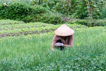 A woman works on a plant plantation. Heavy manual processing of the earth. Vietnam. Cat Ba island