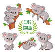 Vector illustration with koala in various poses.