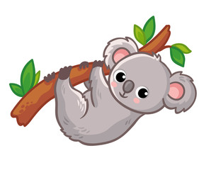 Wall Mural - Koala hangs on a tree on a white background. Cute Australian animal in a cartoon style.