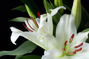 Lily lilly white oriental close up on black background