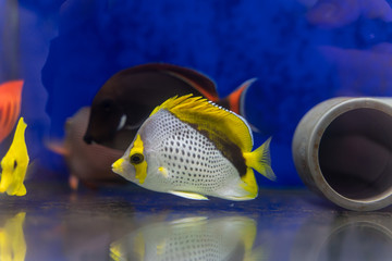 Wall Mural - Declivis Butterflyfish..(Chaetodon declivis) marine fish from Lines Islands, Central Pacific