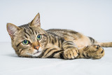 Fototapeta Koty - Beautiful short hair cat lying on the bed at home