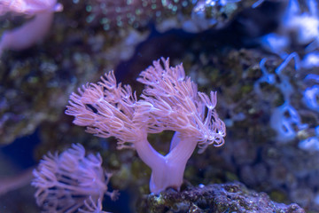 Sticker - Pulsing Xenia (Xenia elongata) growing on rock