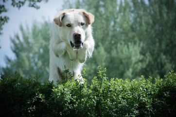 Ein Golden Retriever springt über eine Hecke, Agility