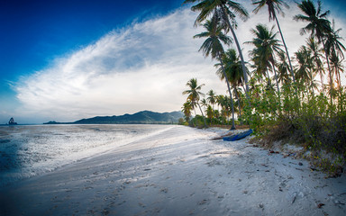 Wall Mural - Idyllic tropical beach, palm, white sand and crystal clear water