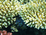Fototapeta Do akwarium - coral texture from the egypt sea