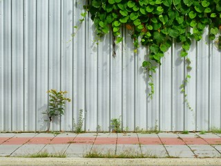 Poster - ivy plant on corrugated metal sheet wall with footpath street