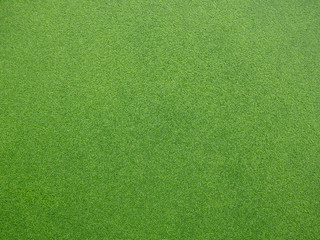 green duckweed on water