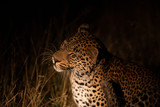 Fototapeta Zwierzęta - Leopard at night in the light of a spotlight with a kill
