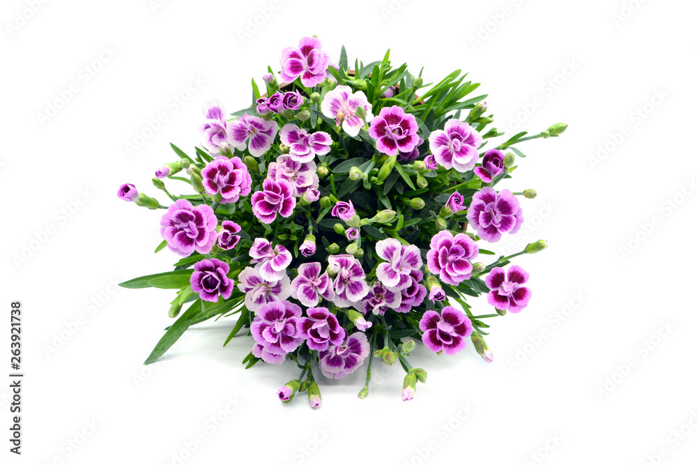 top view of red white carnation flower (Dianthus caryophyllus) Stock ...