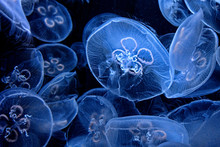 Close Up Of Translucent Blue Jellyfish On A Black Background