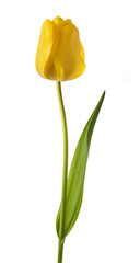 Wall Mural - Yellow tulip flower