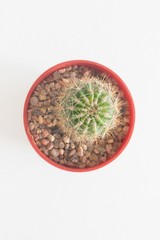 cactus with overhead view on white background