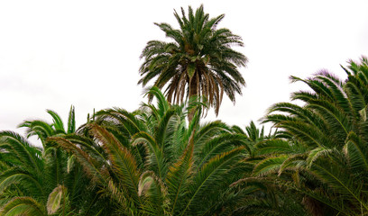  View of the cloudy sky and palm trees.