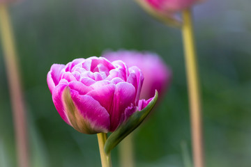 Pink tulips in the park in spring