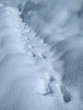 animal tracks in the snow on a sunny day in the forest