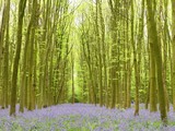 Fototapeta Tulipany - Bluebells in Philipshill Wood, Chorleywood, Hertfordshire, England, UK