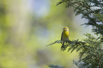 Wall Mural - An adult european serin (Serinus serinus)  perched on a tree branch in a city park of Berlin.In a tree with yellow leafs.