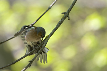 Wall Mural - An adult male common chaffinch (Fringilla coelebs) stretching on a tree branch in a city park of Berlin.In a tree with yellow and green leafs.