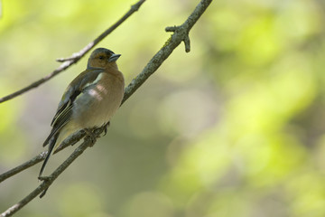 Wall Mural - An adult male common chaffinch (Fringilla coelebs)  perched on a tree branch in a city park of Berlin.In a tree with yellow and green leafs.