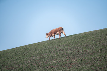 herd of cows grazing in field