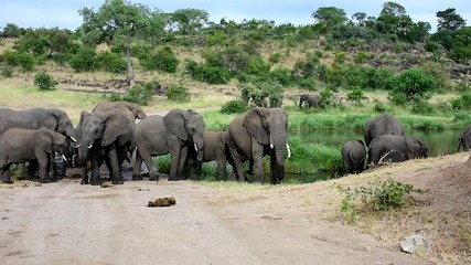 Wall Mural - herd of drinking elephants in Mopani region of Kruger national park