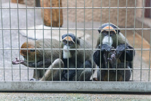 De Brazza’s Swamp Monkeys Behind The Fence In Ueno Zoological Gardens In Tokyo, The Flagship Zoo Of Japan. The Oldest Zoo In Japan Visited In August.