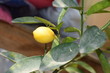 © Youssef - lemons on tree